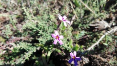 Jamesbrittenia foliolosa