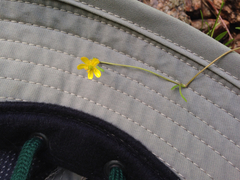 Ranunculus flammula filiformis