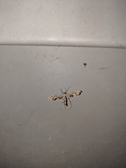 Geina periscelidactylus