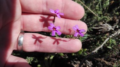 Jamesbrittenia foliolosa
