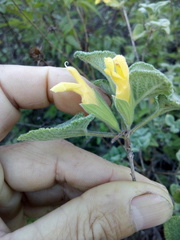 Salvia aspera