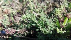 Jamesbrittenia foliolosa