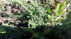 Jamesbrittenia foliolosa