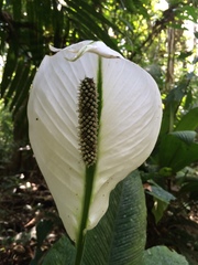 Spathiphyllum