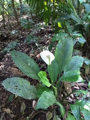 Spathiphyllum