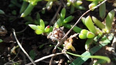 Delosperma hollandii