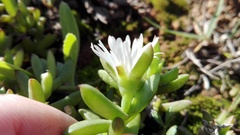 Delosperma hollandii