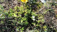 Delosperma hollandii