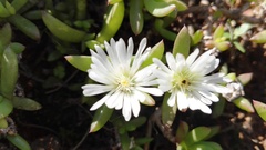 Delosperma hollandii