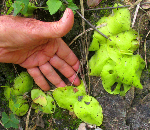 Pinguicula macrophylla