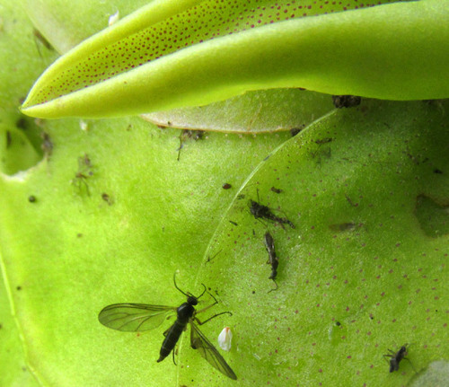 Pinguicula macrophylla