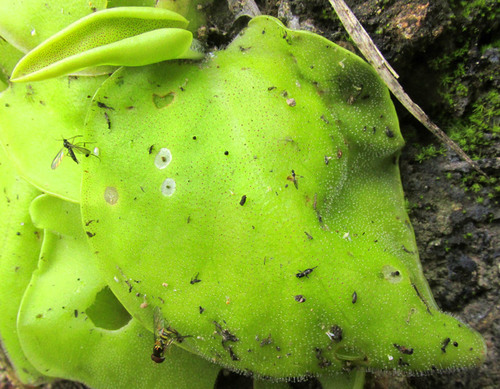 Pinguicula macrophylla
