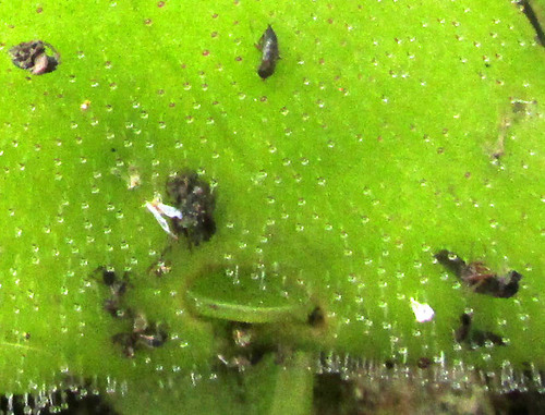 Pinguicula macrophylla