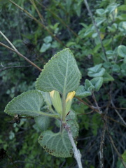 Salvia aspera