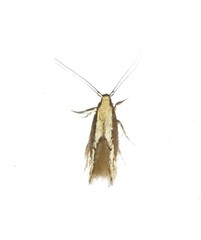 Opogona stenocraspeda