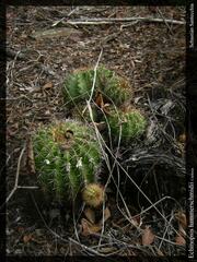 Echinopsis calochlora, photograph author not stated, no rights reserved