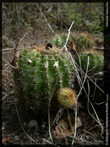 Echinopsis calochlora, photograph 3