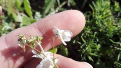 Nemesia diffusa