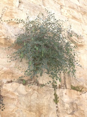 Capparis zoharyi