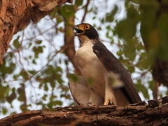 Grey-Bellied Hawk photo 3