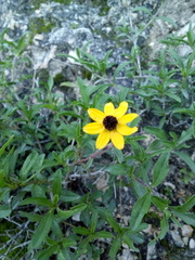 Sanvitalia fruticosa