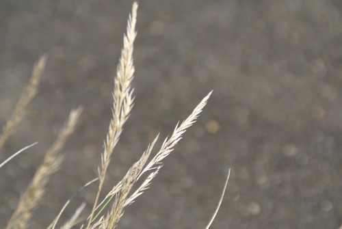 rock fescue