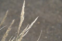 Festuca petraea
