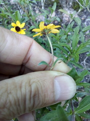 Sanvitalia fruticosa