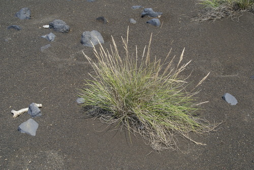 rock fescue