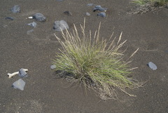 Festuca petraea