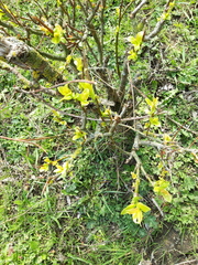Forsythia × intermedia