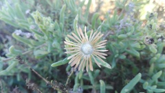 Delosperma