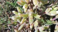 Delosperma
