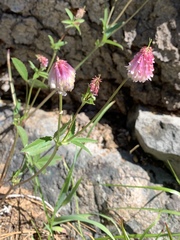 Trifolium productum