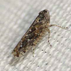 Dixianus utahnus