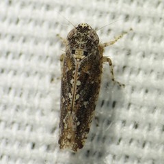 Dixianus utahnus