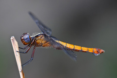 Thermorthemis madagascariensis
