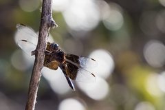 Thermorthemis madagascariensis