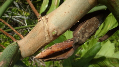 Philodendron pedatum