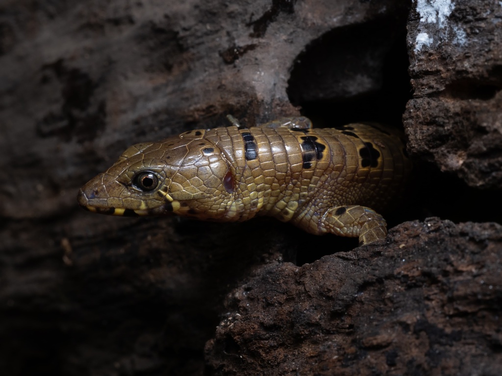 Günther's Sun Tegu