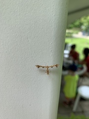 Geina periscelidactylus