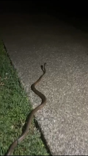 Brown Tree Snake sighting