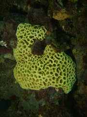Holopsamma laminaefavosa