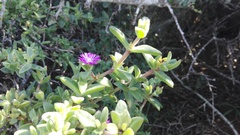 Delosperma