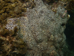 Eudistoma maculosum