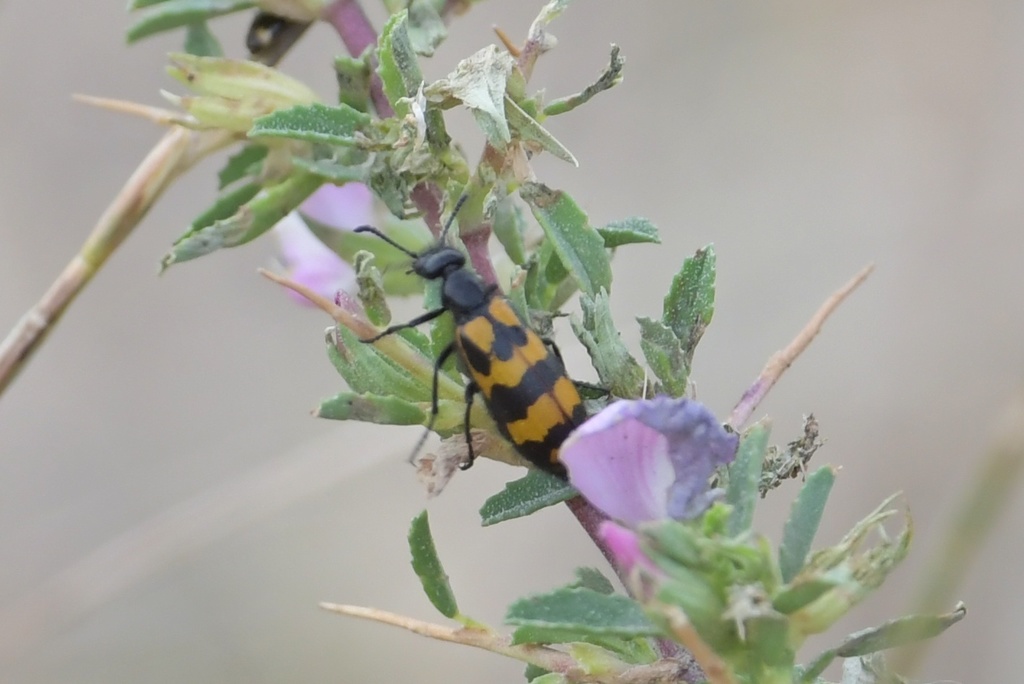 Mylabris pannonica