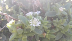 Delosperma ecklonis