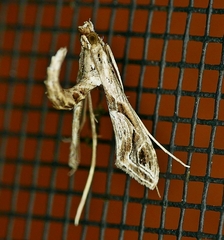 Lineodes integra