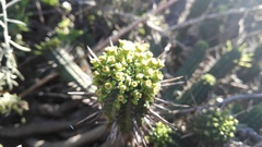 Euphorbia mammillaris