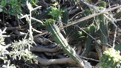 Euphorbia mammillaris